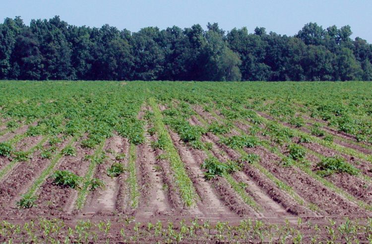 Volunteer potatoes in corn field. Photo credit: Chris Long, MSU