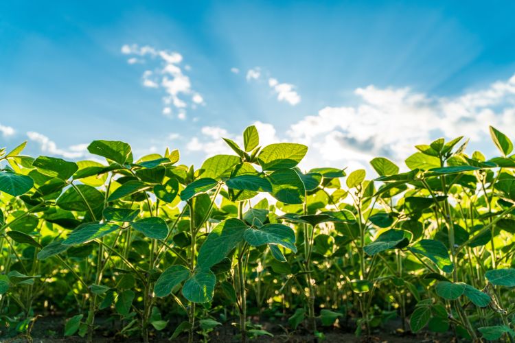 Worm's eye view of soybeans in a field.