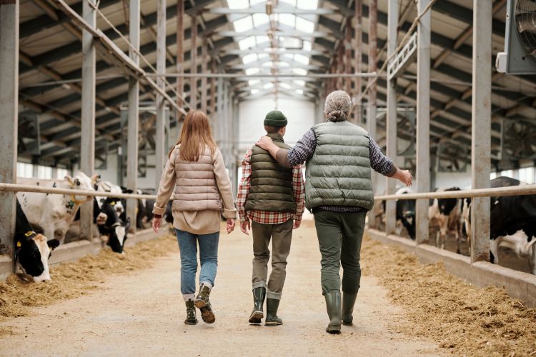 A farm family walking through their dairy barn.