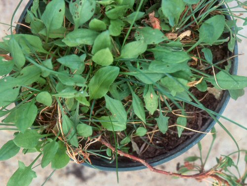  red sorrel1.jpg 