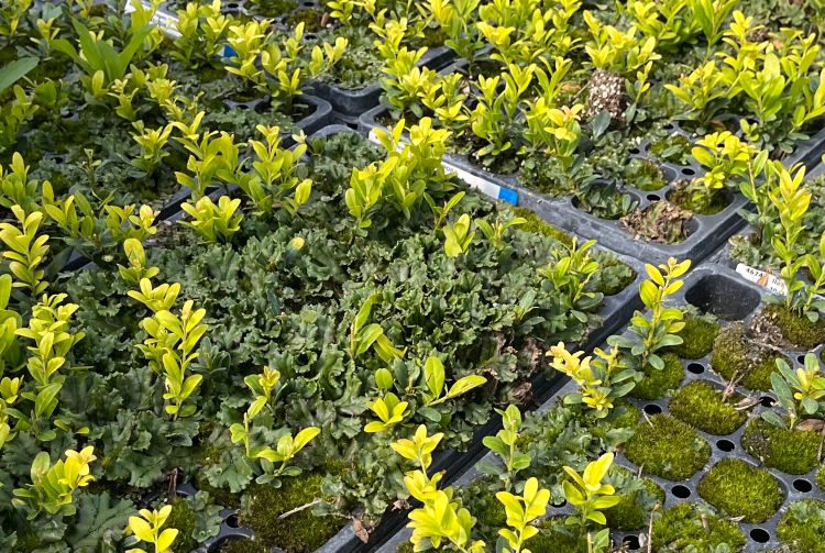 Young nursery plants in plastic propagation trays are heavily surrounded by dense green liverwort and patches of moss.