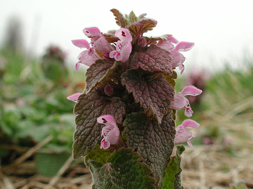  Purple Deadnettle2.jpg 