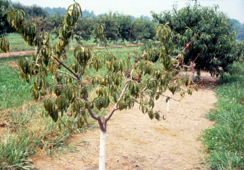  Trees appear weak and decline. 