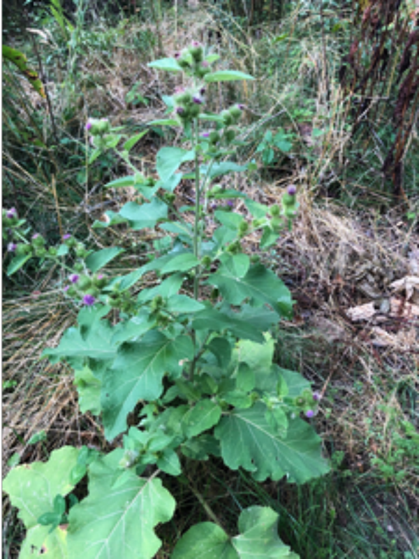 Common burdock plant