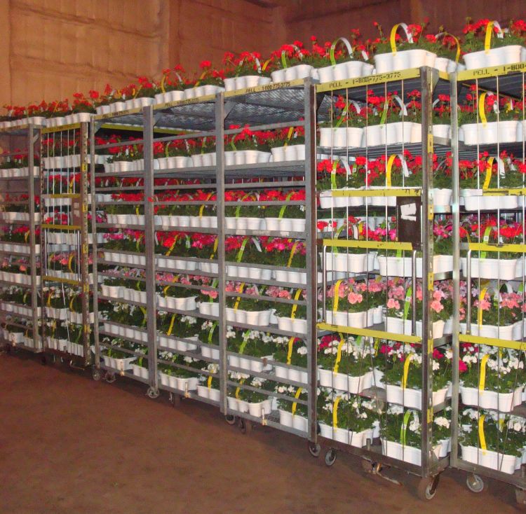 Bedding plants can be held at low temperatures when shipping is delayed. When being held, plants should receive light unless stored at quite low temperatures (40-45 F). Photo credit: Erik Runkle, MSU