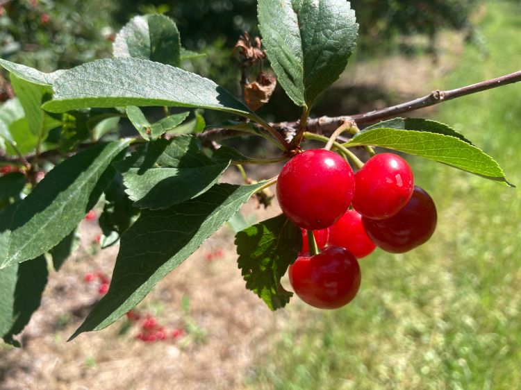 Montmorency cherry