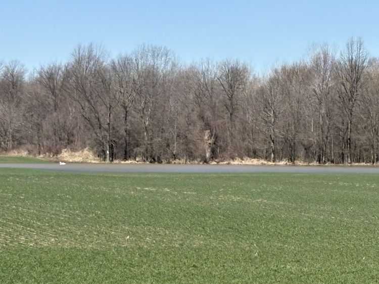A green winter wheat field with a long strip of standing water near a tree line, leafless trees in the background under a clear blue sky.