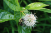 Bee on buttonbush.