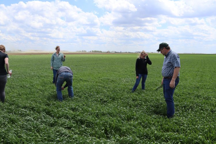 Four people standing in a field of crops scouting for insects, diseases or abnormalities.