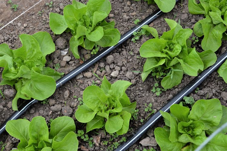 Salad greens growing at the MSU Student Organic Farm.