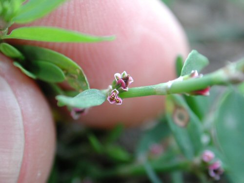  Prostrate Knotweed3.jpg 