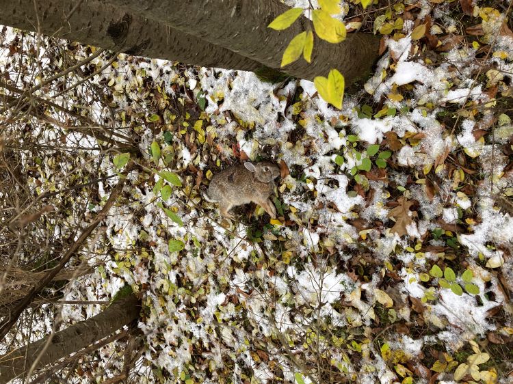 A hunted rabbit lying on the leaves outside.