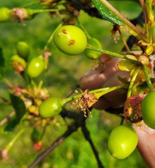 Scars on a tart cherry fruit.