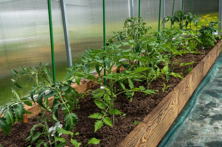 Tomato plants.