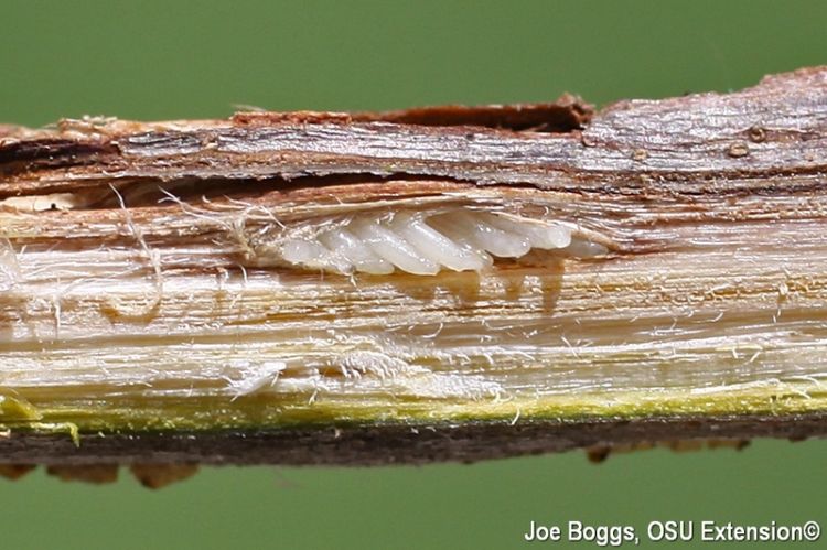 Eggs in a stem of a plant.