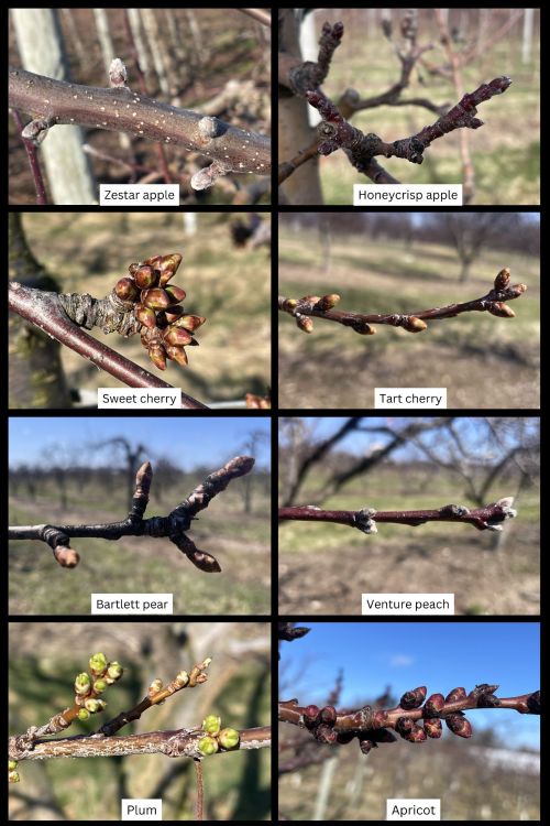 Composite image showing eight close-up photos of developing fruit tree buds in an orchard, arranged in a 4x2 grid. Each panel is labeled by crop and variety: Zestar apple and Honeycrisp apple (top row) with early bud swell and silver tip stages; Sweet cherry and Tart cherry (second row) showing clusters of swollen buds at green tip; Bartlett pear and Venture peach (third row) with elongated buds beginning to open; and Plum and Apricot (bottom row) displaying green tip to early cluster stages.