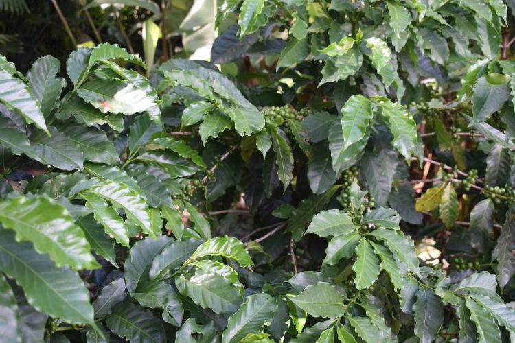 Coffee plant growing in a shaded tropical plantation, with large glossy green leaves and clusters of developing coffee cherries among the branches.