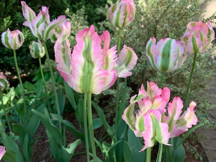 ‘Green Wave’ parrot tulip flowering