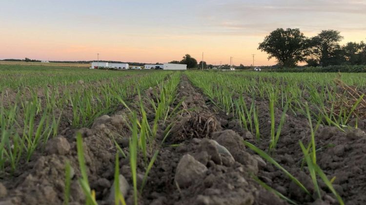 Emerged wheat.