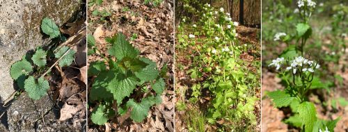 Garlic mustard