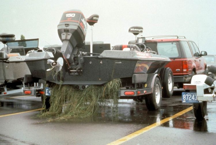 Aquatic plants hitching a ride on a boat trailer. Photo credit: Michigan Department of Environmental Quality l MSU Extension