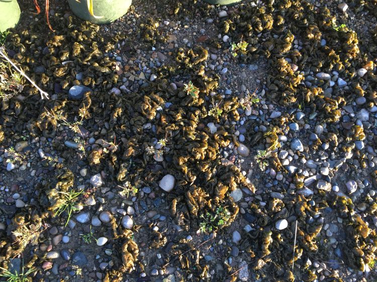 Green, mossy-looking substance on a gravel covered ground.