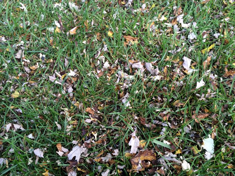 Leaf residue left behind on the surface of the lawn after mulching over leaves. The tiny pieces will last a few days and eventually sift down through the turf. Photo by Kevin Frank, MSU