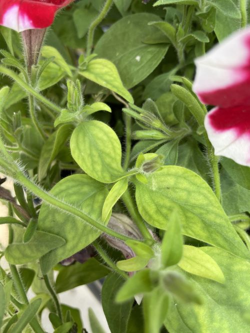 yellow -green leaves with red and white striped flowers