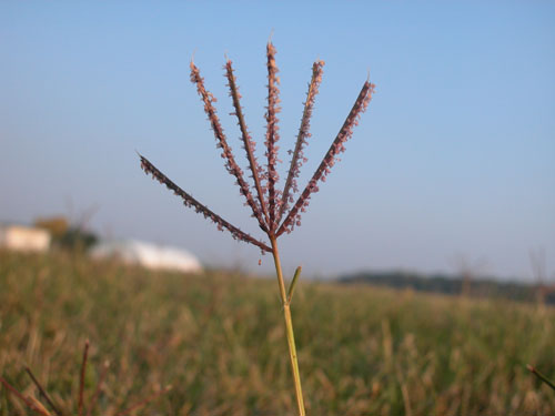  Bermudagrass4.jpg 