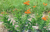 Butterfly weed