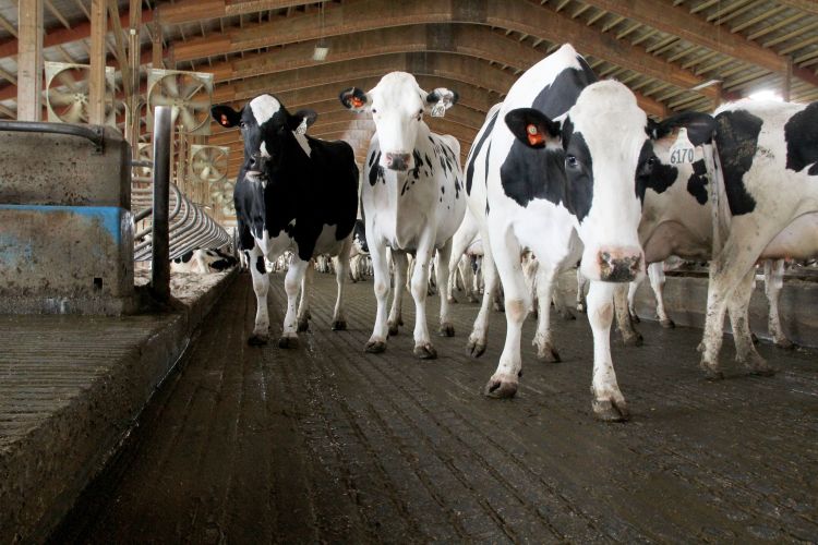 some dairy cows standing on concrete.