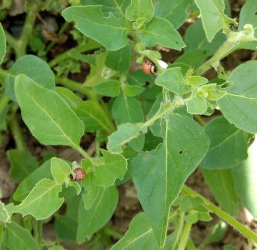 Colorado potato beetle larvae eating smooth nightshade weeds in a cabbage field. A precarious truce. Photo by Ben Phillips, MSU Extension.