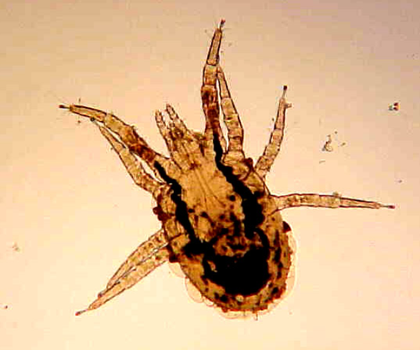 bird mite