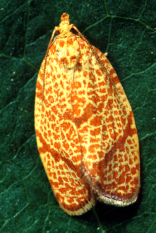 The adult is a vivid, yellow moth with grayish-magenta, V-shaped marks on the forewings and reddish-orange, lacelike markings. 