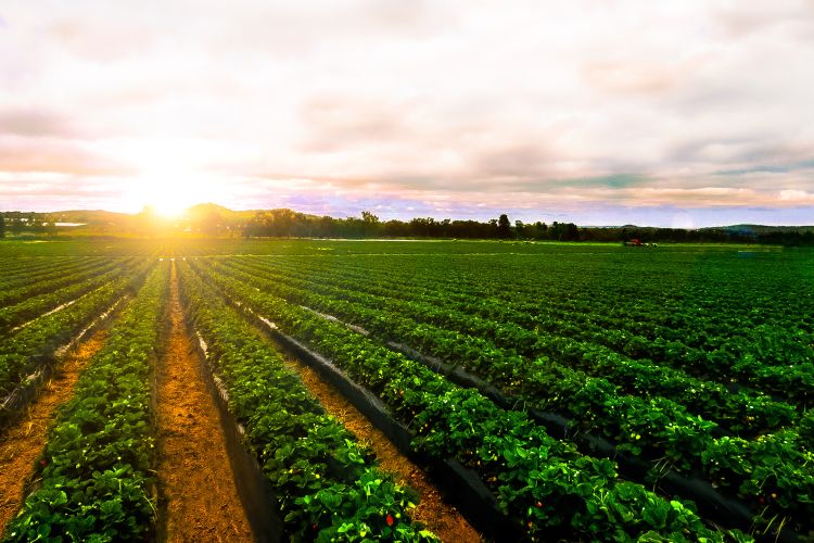 Sun over strawberry field.