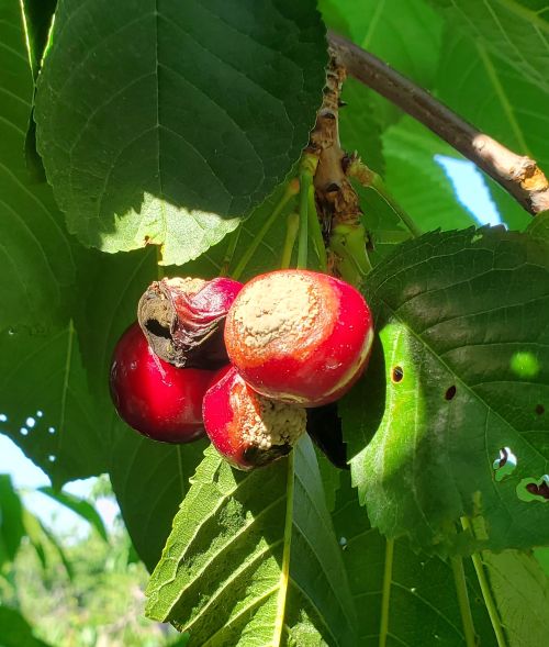 Rotted cherry