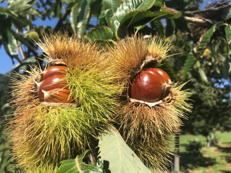 Chestnut burs