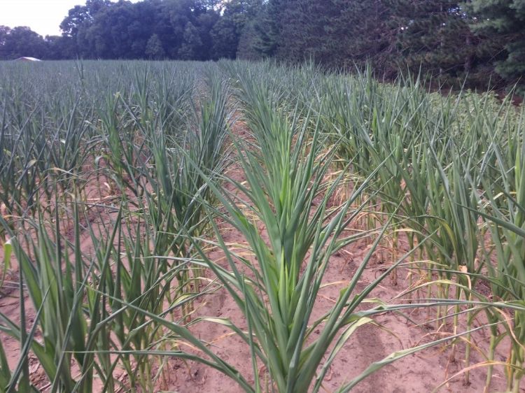 The site of a crop suffering in a drought can motivate producers into irrigation investments that would be better made with time and planning.