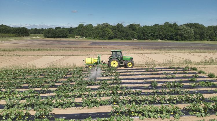 A tractor spraying over rows of crops.