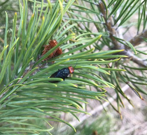 Adult pine false webworm. Image courtesy of Jill O’Donnell, MSU Extension.