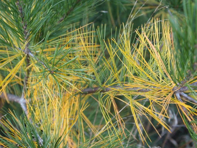 Photo 1. Normal fall needle shedding of white pine.