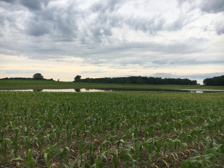 Standing water in corn field. All photos by Monica Jean, MSU Extension.