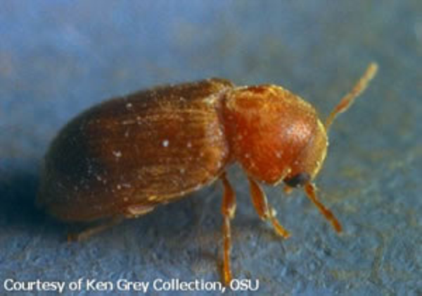 Drugstore beetle