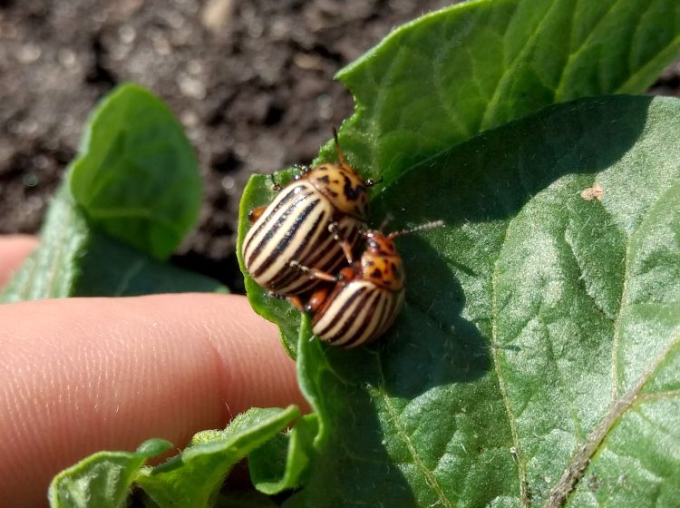 Colorado potato beetles