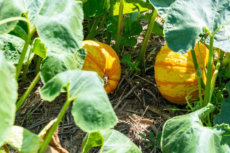 Two bright orange pumpkins with yellow striping rest on the ground beneath large green leaves and thick stems, growing in a mulched garden bed with straw and soil visible between the vines.