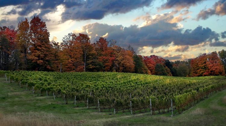 Grape vineyard