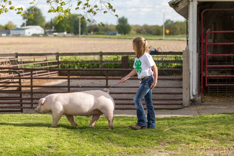 A young blond girl driving a white pig along a green stretch of grass. Gates and a barn are behind them with a crop field and barn off in the distance.