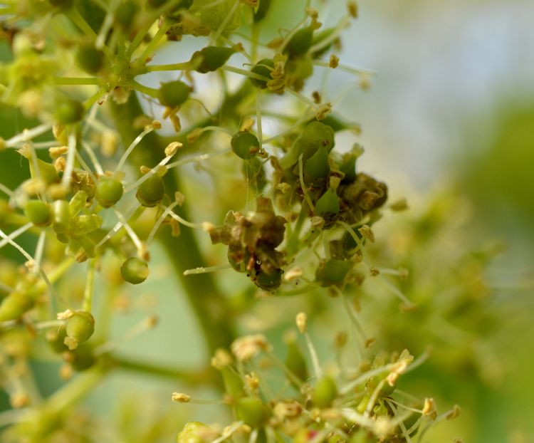 Webbing and damaged flower parts in blooming grape. Photo by Keith Mason, MSU.