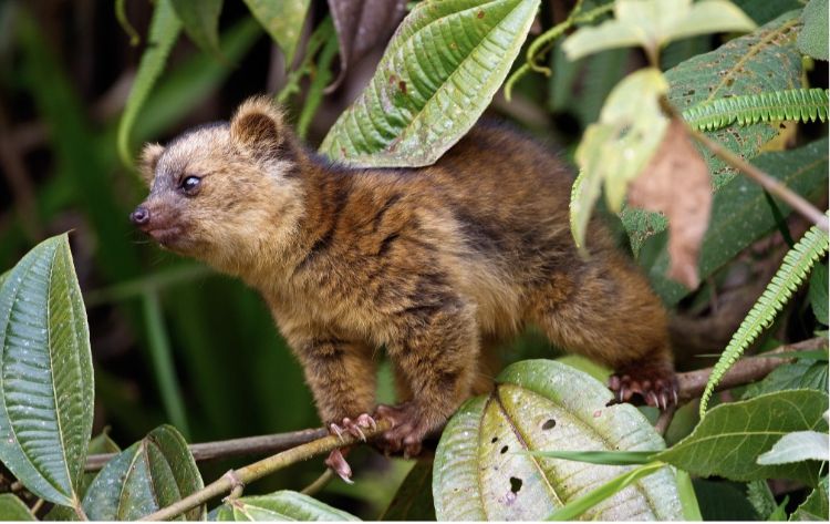 An Olinguito