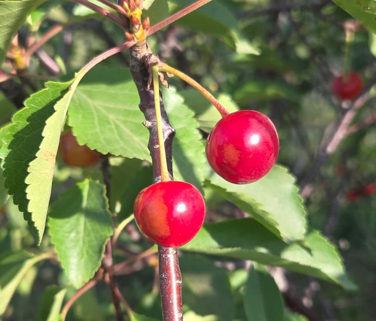 Red cherries on a cherry tree.
